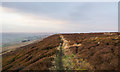 Narrow path through heather