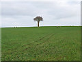 Farmland behind the Shard Riverside Inn