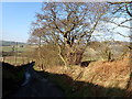 Steep hill with ancient hedgerow