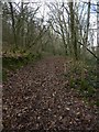 Track filled with leaves in Burchetts Wood