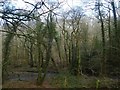 The Holy Brook in Burchetts Wood