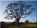 An old Sycamore Tree by the Village Green in Foulden