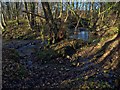 Confluence of Goulton Beck and a small beck from Sexhow Grange