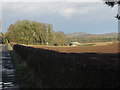 Over-the-hedge view at Spotsmains near Kelso in the Scottish Borders