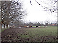 Cows at Home Farm, Longbridge