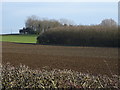 Field and woodland near Steeton Grange