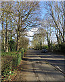 Cherry Hinton Road: winter trees