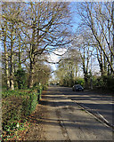 TL4856 : Cherry Hinton Road: winter trees by John Sutton