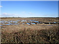 Waterlogged field, Kirkstead