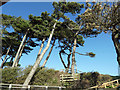 SZ4598 : The pines at Lepe by John Lucas