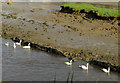 Family of swans, Wadebridge