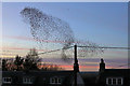 A starling murmuration at Hadden Farm Cottages