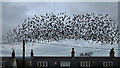 Starlings at Hadden Farm Cottages