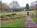 Fallen Tree