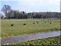 Grazing sheep, Fyfield