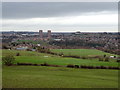 Grazing off Hall Lane