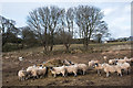 NZ3231 : Sheep at feeder by Trevor Littlewood