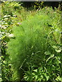 Fennel, Windmill Hill