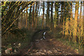 Track leading to White Mead Wood