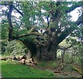 The Cathedral Oak, Savernake Forest