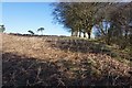 Path leading to Paddlesworth