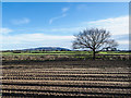 Tractor wheel ruts on bare earth