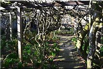 SU7283 : Wisteria garden at Greys Court by David Martin