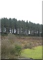 Woodland and moorland at Staddon Wood