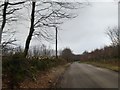 Freshly laid hedge, north of Exford