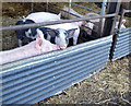 NZ0464 : Pigs at North Acomb Farm by Oliver Dixon