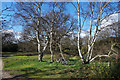 TQ2275 : Birches & Bike, Barnes Common by Des Blenkinsopp