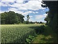 SP2367 : Corner of a wheatfield near Hatton Wood by Robin Stott