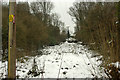 Cleared woodland under power line