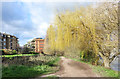 The Thames Path at Barnes