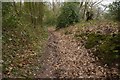 Sunken lane, Blackhouse Rough