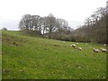 Sheep near Cowleigh Bridge