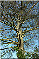 Winter copper beech, Totnes