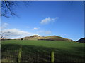 Grassland at Durisdeer