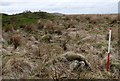 Tolborough Tor prehistoric stone row