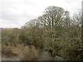 Trees by the River Nith, Thornhill