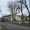 Lichfield Road: tree cutting