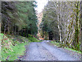 Road entering the forest at Gairletter