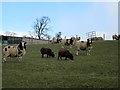 Sheep at Tainant Farm