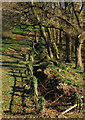 SX8966 : Edge of Ellacombe Plantation by Derek Harper