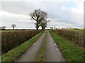 A hedge-lined Slutshole Lane heading towards Stubb