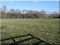 A row of trees, Thorpe