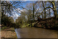 Fallen Tree, Shropshire Union Canal