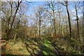 Path through Berwick Bushes