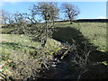 Fallen trees in How Beck