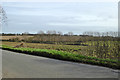 Farmland east of Cavendish Lane